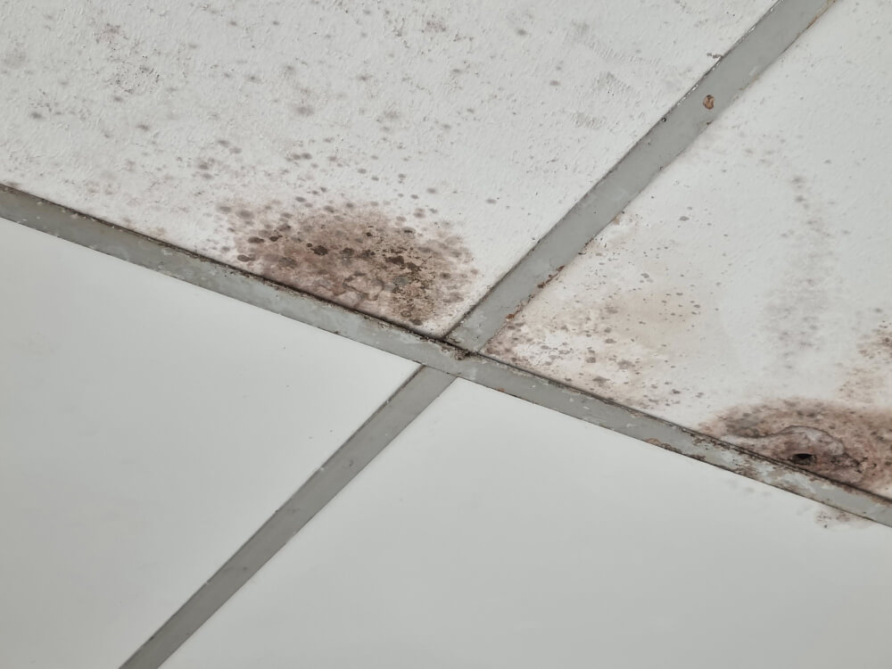 How to Remove Mold on Bathroom Ceiling